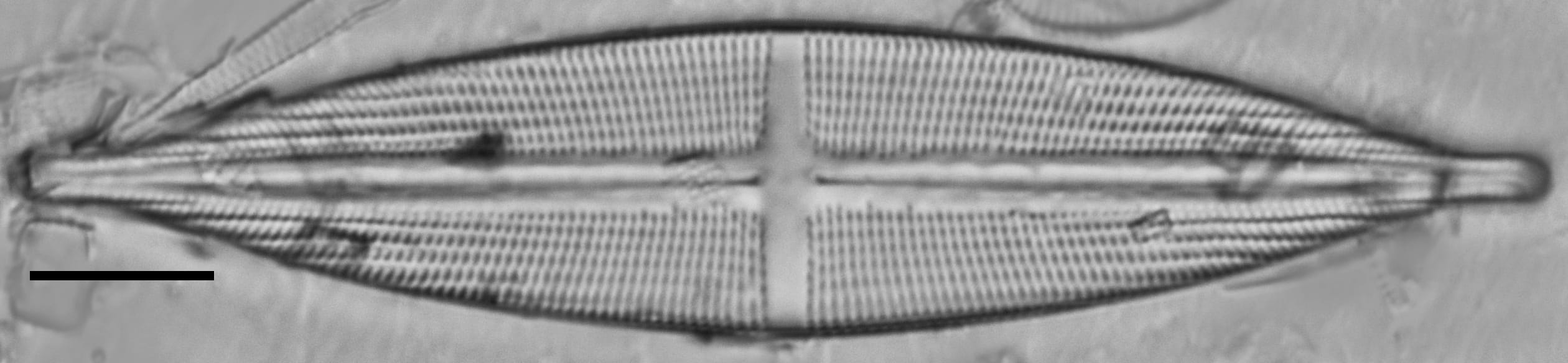 Stauroneis stodderi LM4