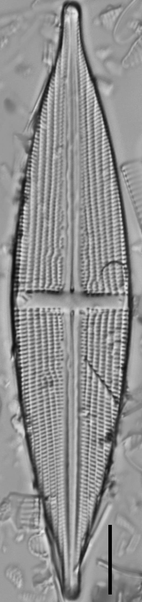 Stauroneis stodderi LM5