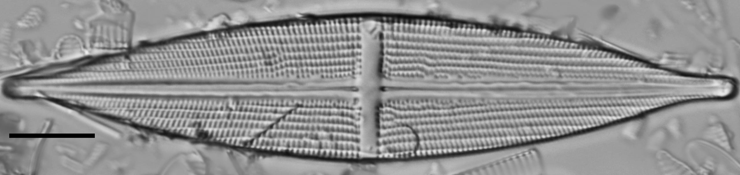 Stauroneis stodderi LM5