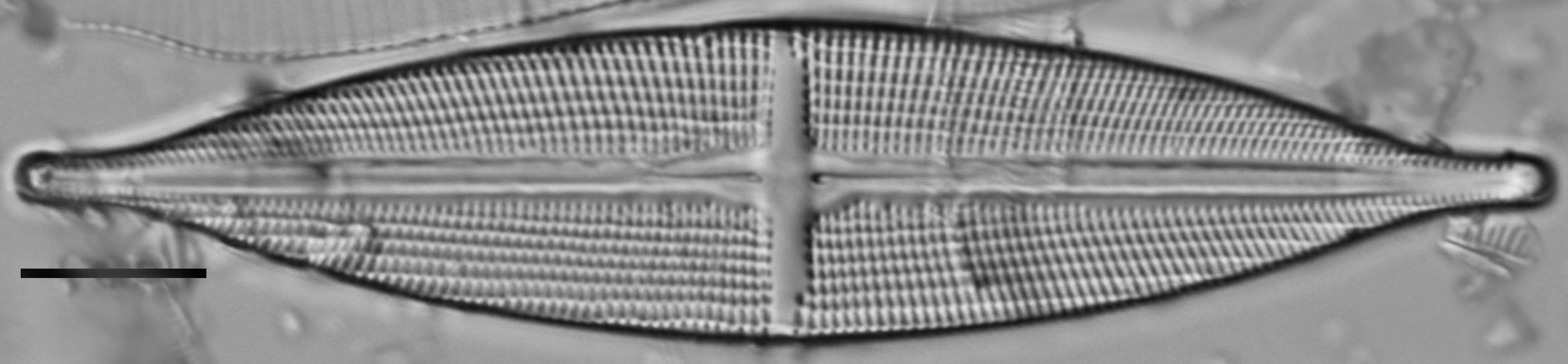 Stauroneis stodderi LM6