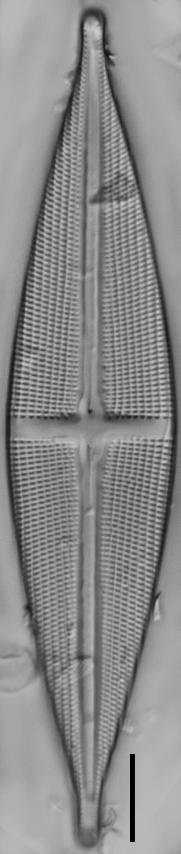 Stauroneis stodderi LM7