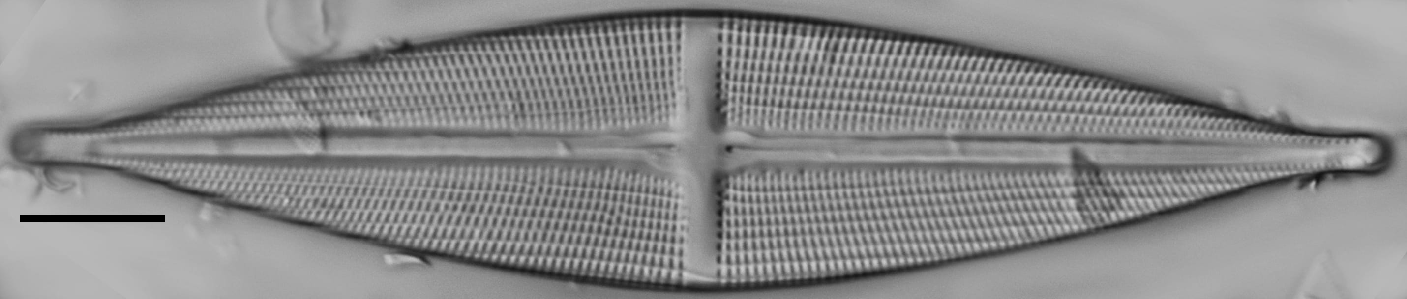 Stauroneis stodderi LM7