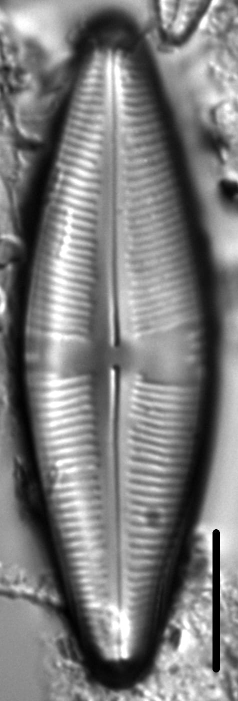 Staurophora amphioxys LM2