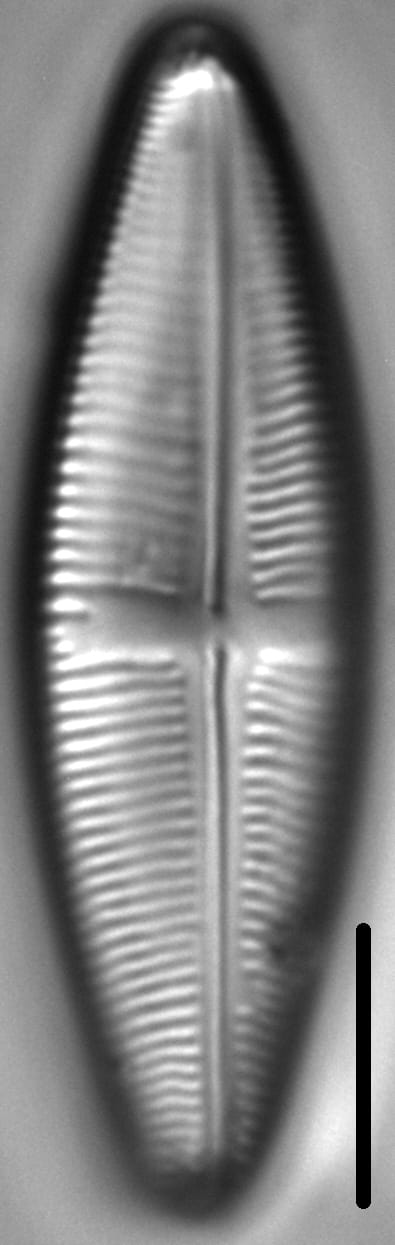 Staurophora amphioxys LM4