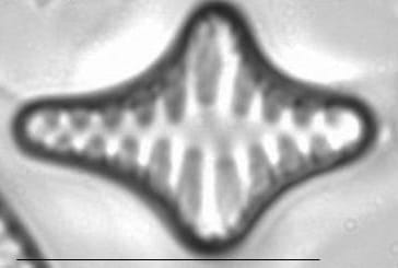 Staurosirella leptostauron LM4
