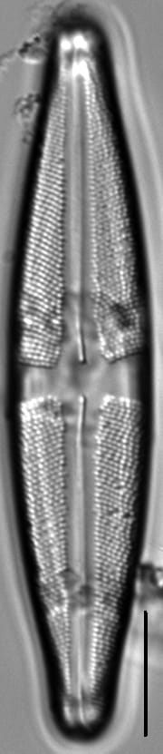 Stauroneis sacajaweae LM4