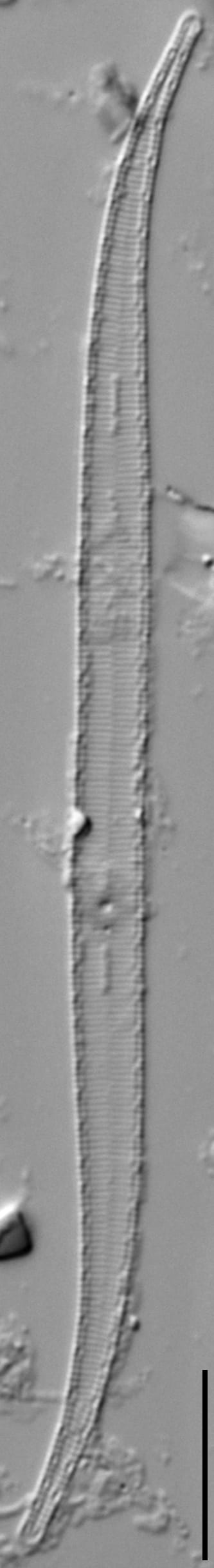 Stenopterobia curvula LM7