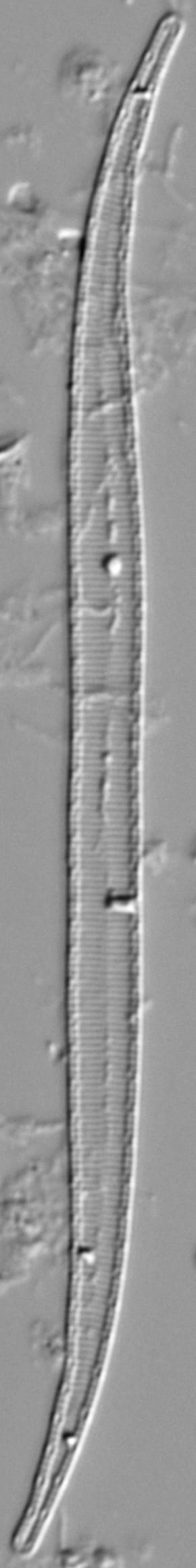Stenopterobia curvula LM3