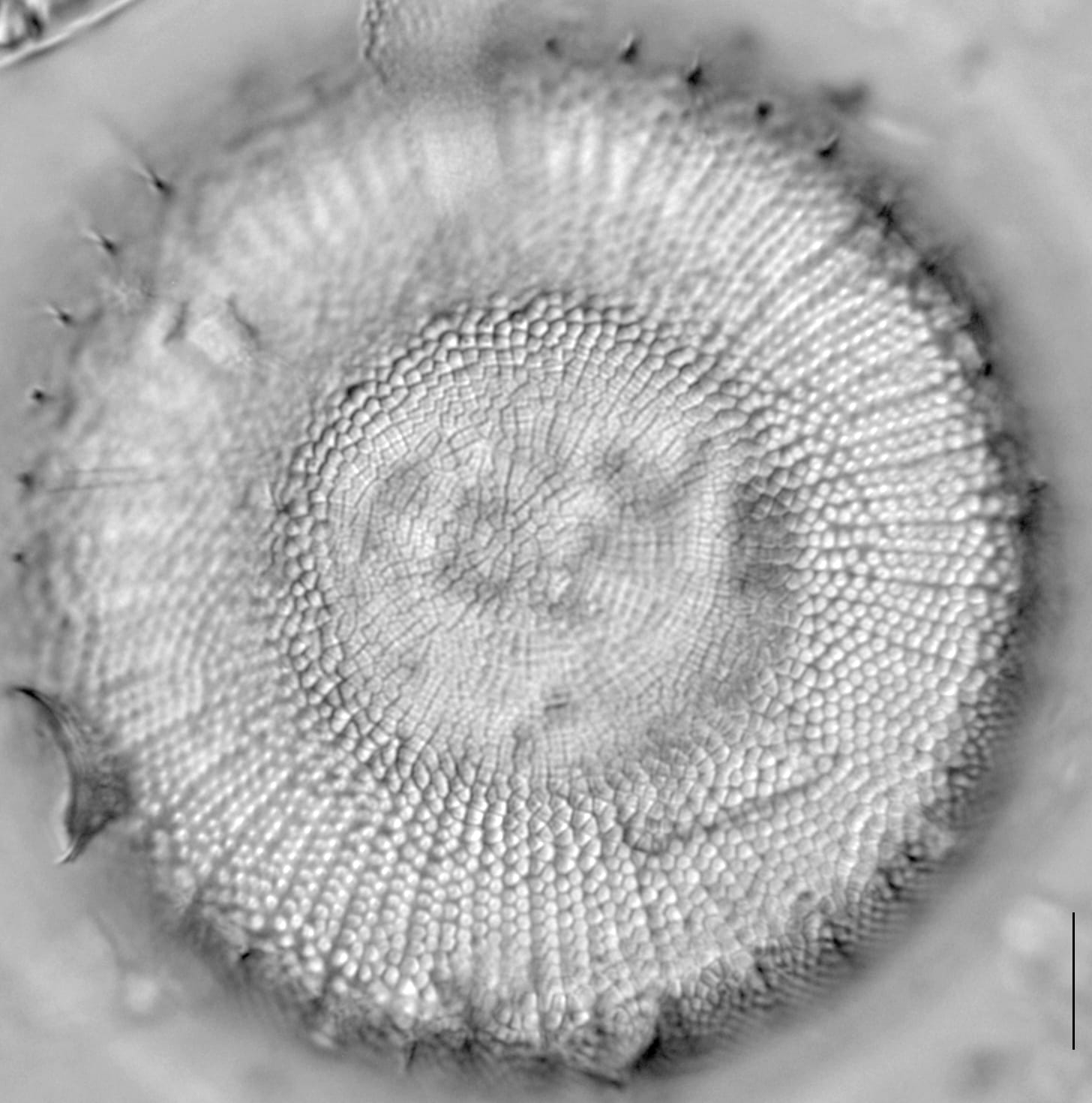 Stephanodiscus reimeri LM7