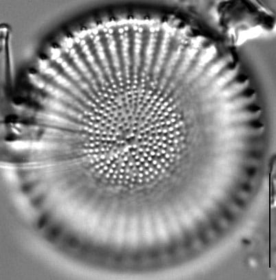 Stephanodiscus alpinus LM8