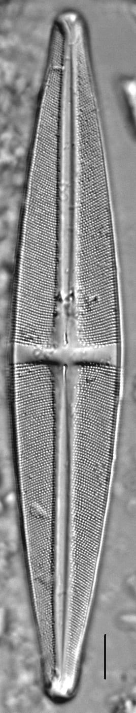 Stauroneis gracilis LM9