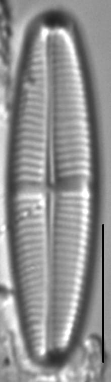 Staurophora soodensis LM5