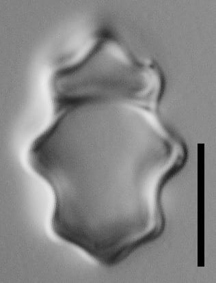 Stoermeria americana LM3