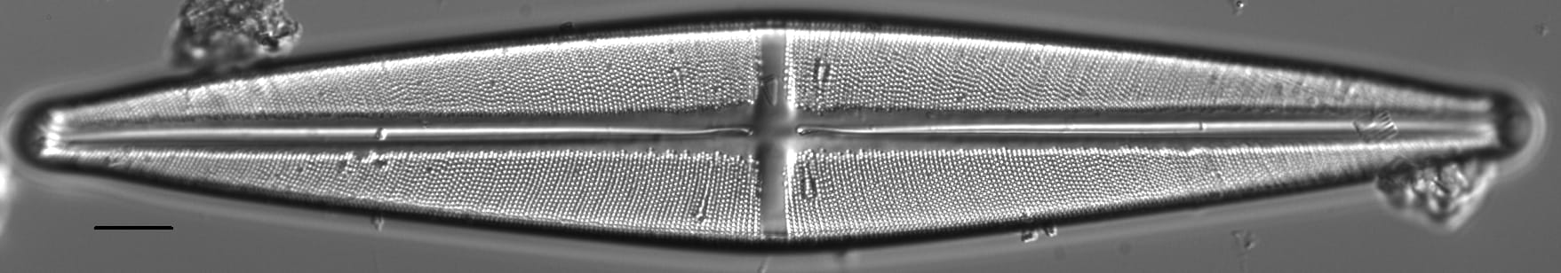 Stauroneis supergracilis LM14