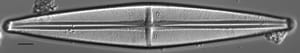 Stauroneis supergracilis LM14