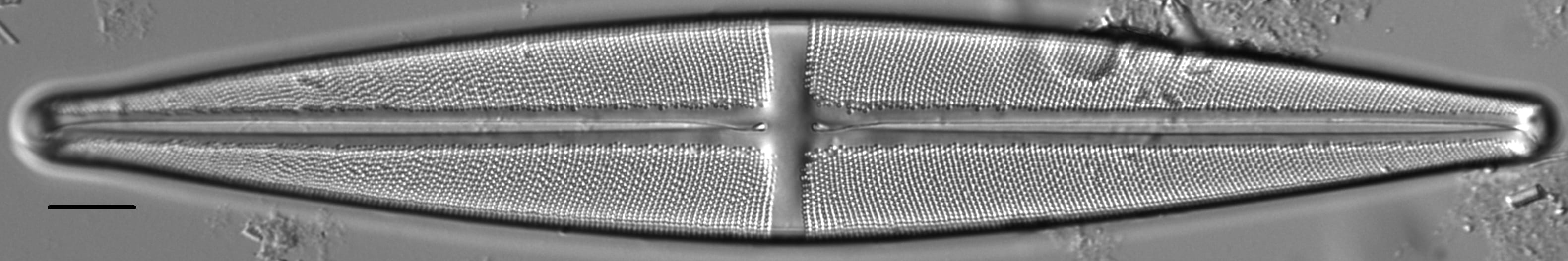 Stauroneis supergracilis LM13