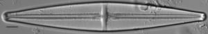 Stauroneis supergracilis LM13