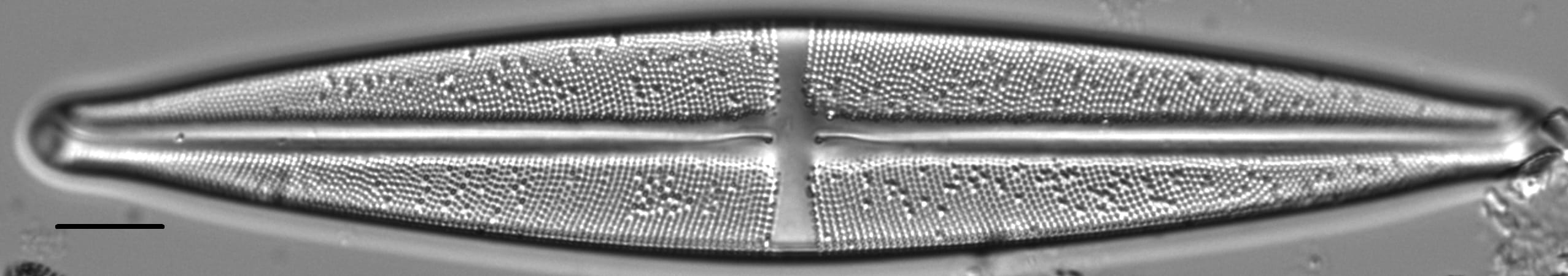 Stauroneis supergracilis LM12