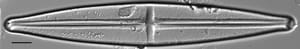 Stauroneis supergracilis LM10