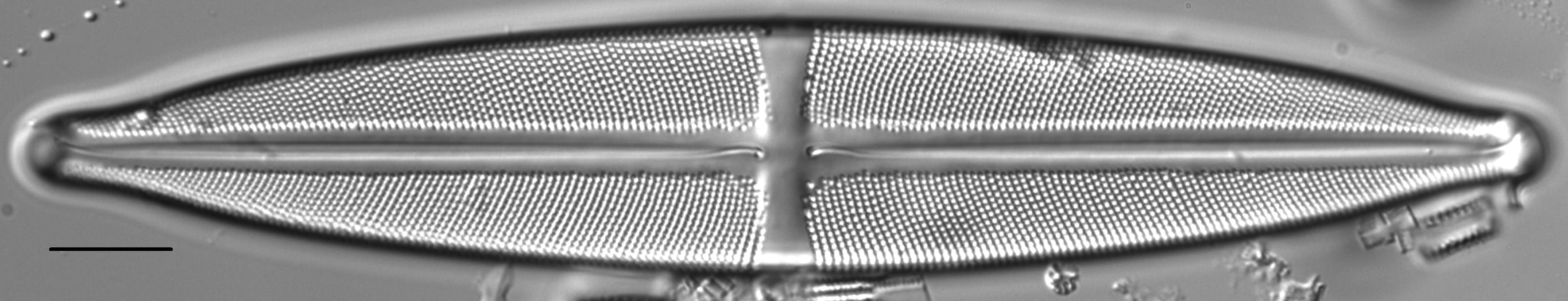 Stauroneis supergracilis LM7