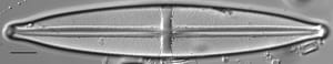 Stauroneis supergracilis LM7