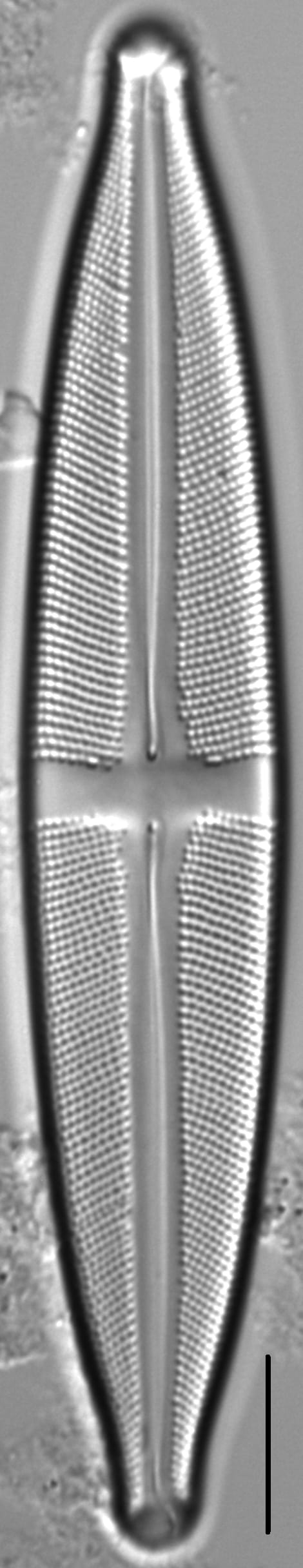 Stauroneis supergracilis LM3