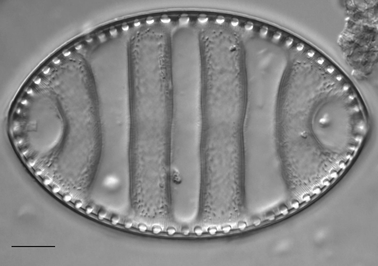 Surirella undulata LM4