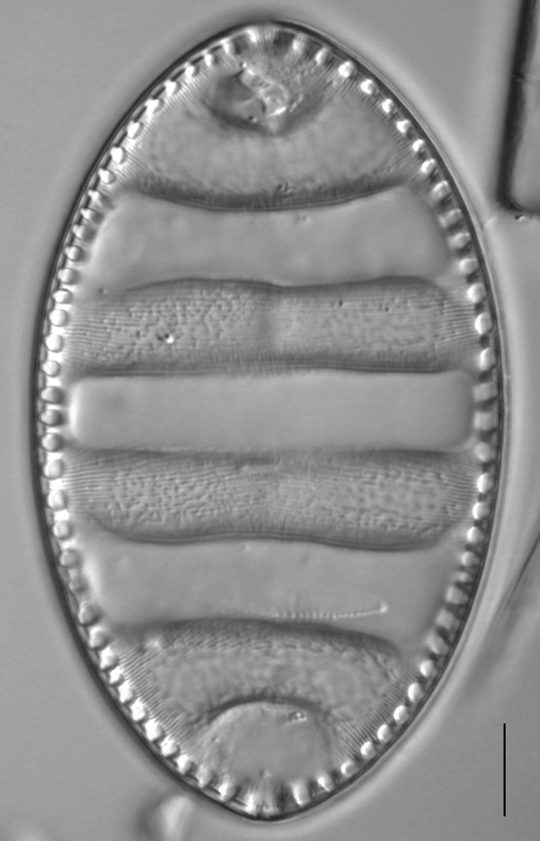 Surirella undulata LM2