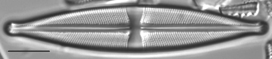 Stauroneis vandevijveri LM2