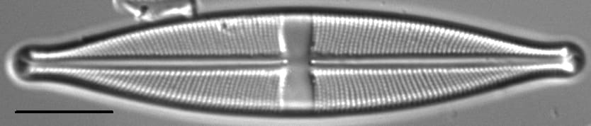 Stauroneis vandevijveri LM1