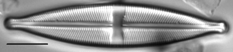 Stauroneis vandevijveri LM5