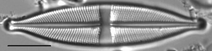 Stauroneis vandevijveri LM4