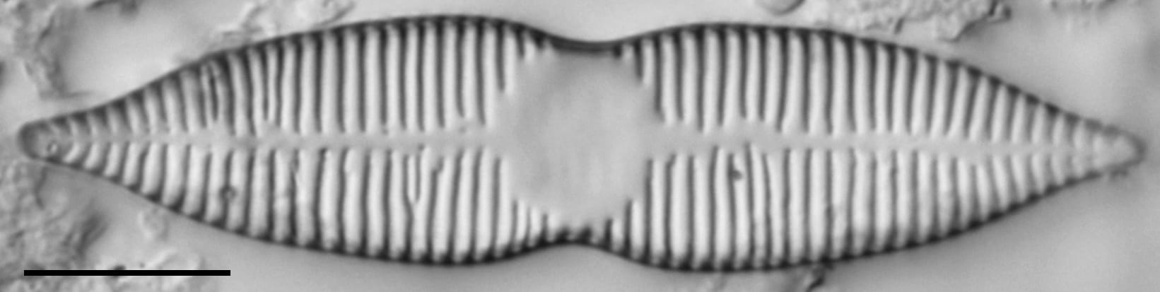 Synedra goulardi LM7