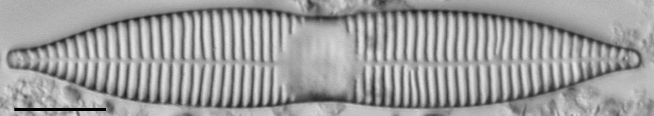 Synedra goulardi LM6