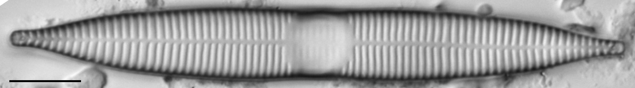 Synedra goulardi LM3