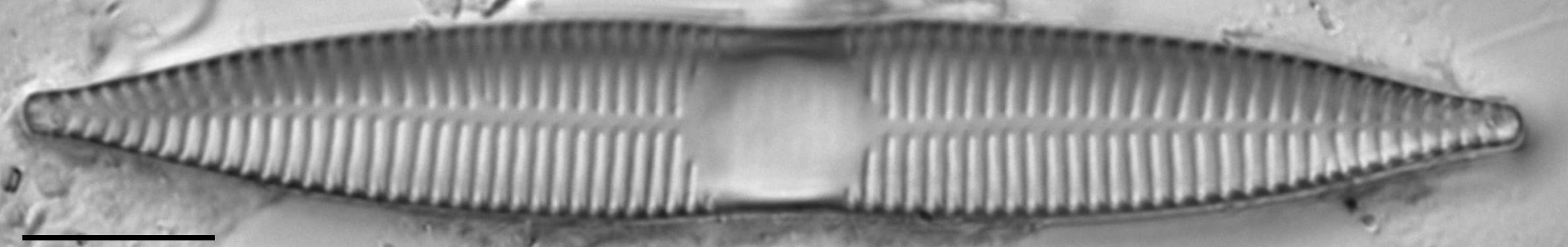 Synedra goulardi LM2