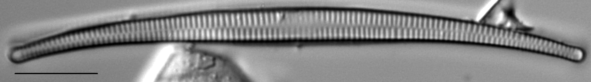 Synedra cyclopum LM1