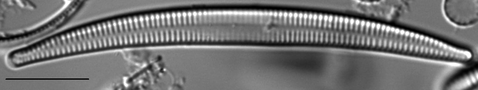 Synedra cyclopum LM4