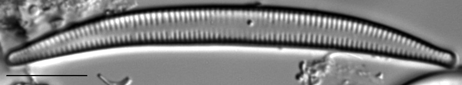 Synedra cyclopum LM5