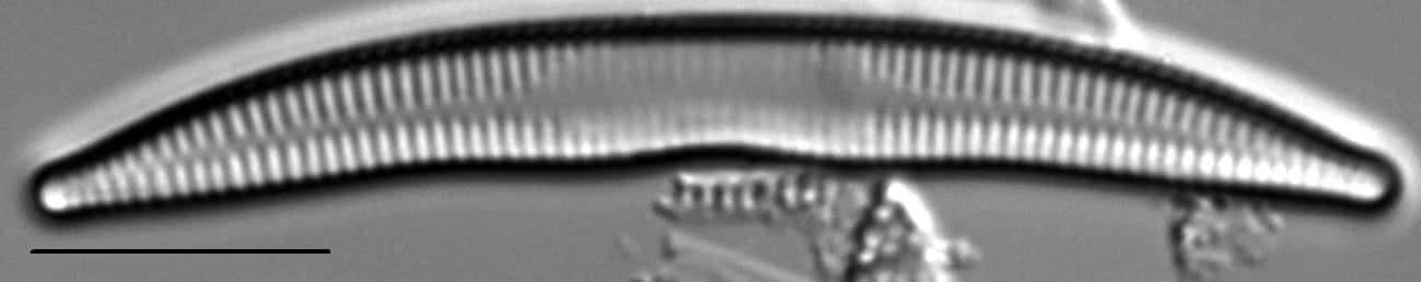 Synedra cyclopum LM6