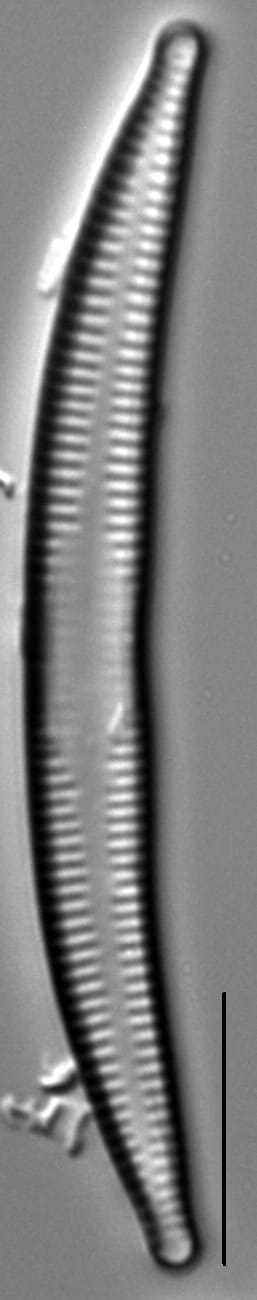 Synedra cyclopum LM2