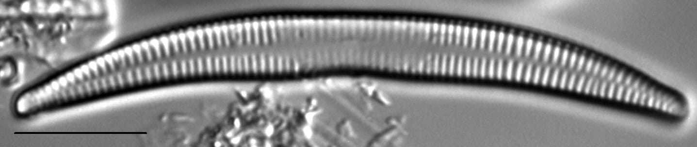 Synedra cyclopum LM3