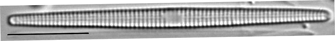 Synedra famelica LM7