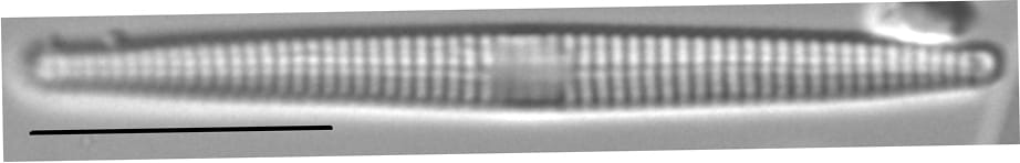 Synedra famelica LM6