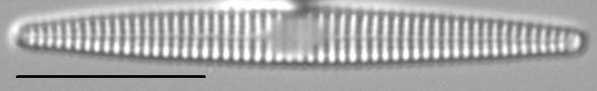 Synedra famelica LM5