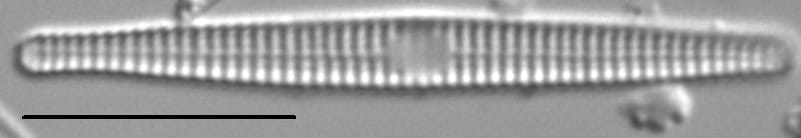 Synedra famelica LM4