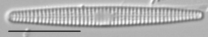 Synedra famelica LM3