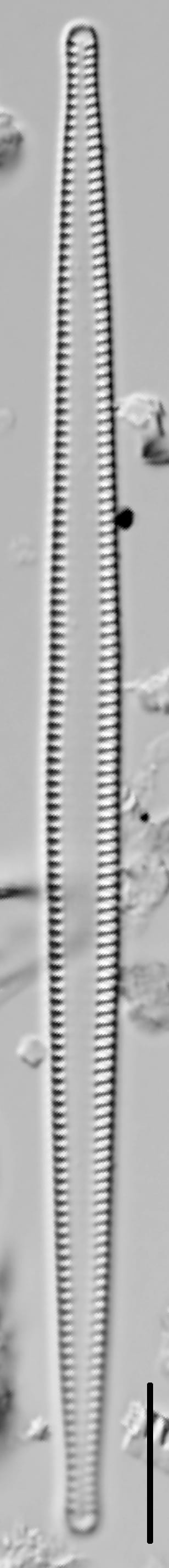 Tabularia fasciculata LM5