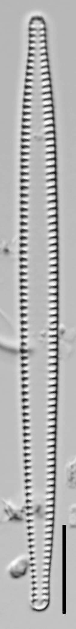 Tabularia fasciculata LM4