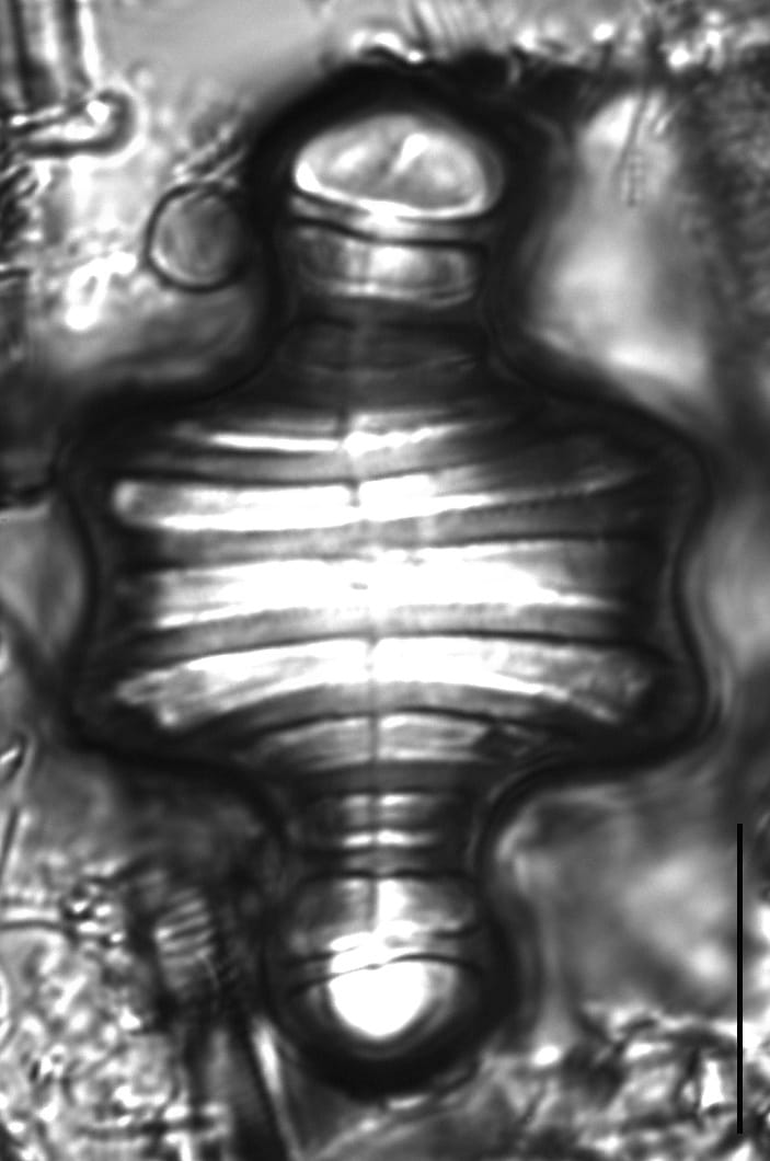 Tetracyclus emarginatus 12 H 2 1262 DC22 71